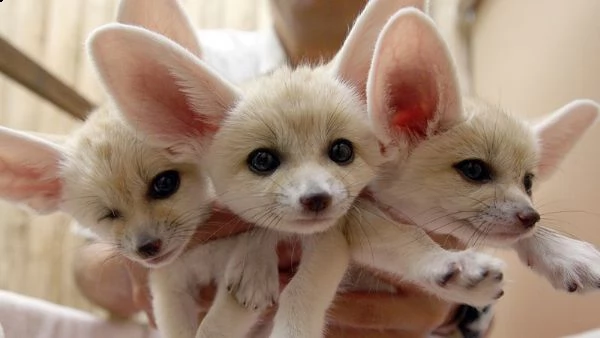 disponibili cuccioli di volpe fennes molto giocosi
