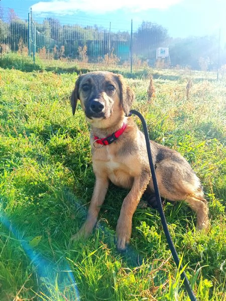 cucciola simil pastorina cerca casa, 5 mesi | Foto 2