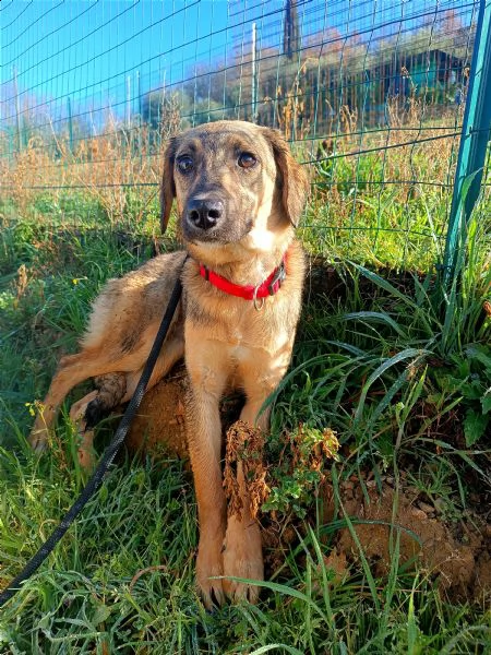 cucciola simil pastorina cerca casa, 5 mesi | Foto 1
