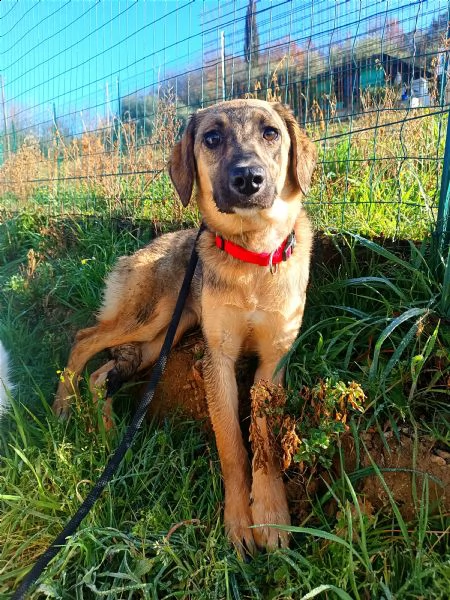 cucciola simil pastorina cerca casa, 5 mesi | Foto 0