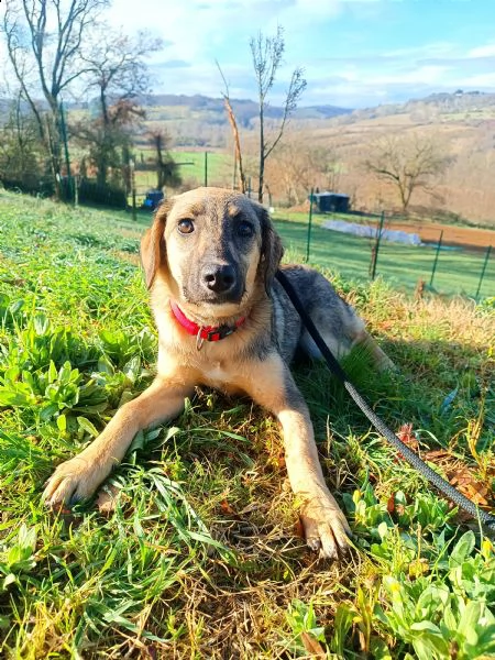 cucciola simil pastorina cerca casa, 5 mesi