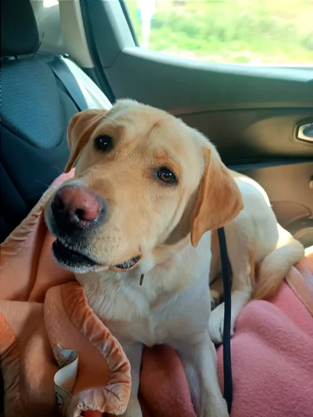 labrador di 2 anni in toscana cerca casa | Foto 2