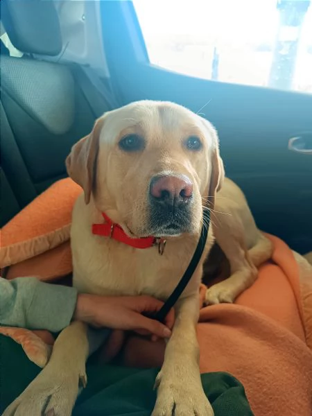 labrador di 2 anni in toscana cerca casa | Foto 1