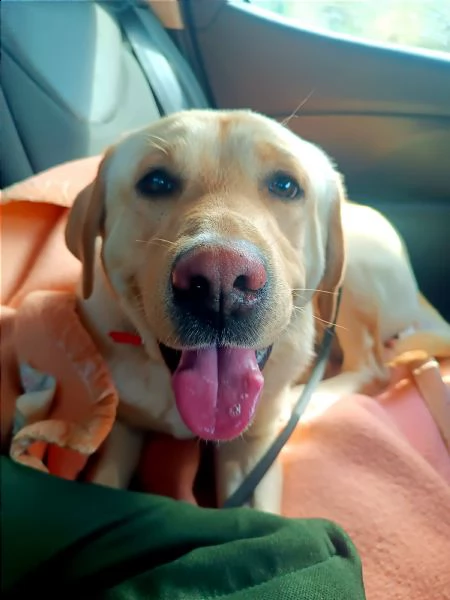 labrador di 2 anni in toscana cerca casa | Foto 0
