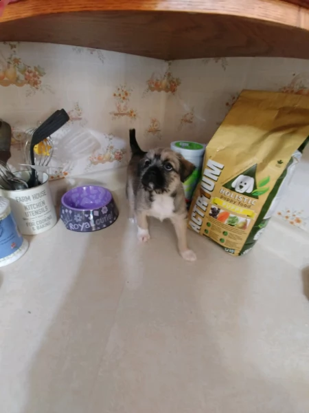 vendita cucciolo cuccioli di shitzu toy | Foto 0