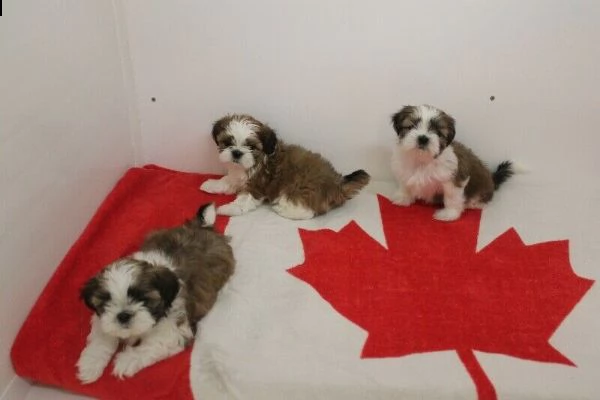 vendita cucciolo cuccioli di shitzu toy