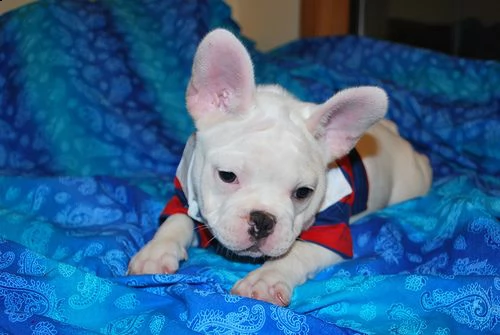 bellissimi cuccioli di bulldog francese