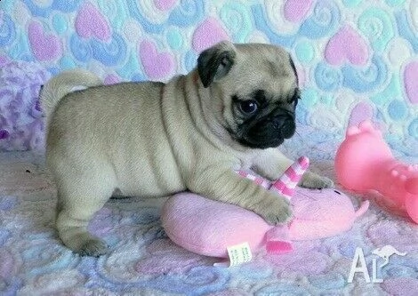 cuccioli carlino con pedigree