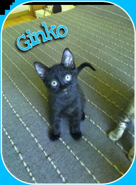 gattini | Foto 2