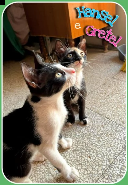 gattini | Foto 0