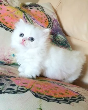 dolcissimo gattino munchkin