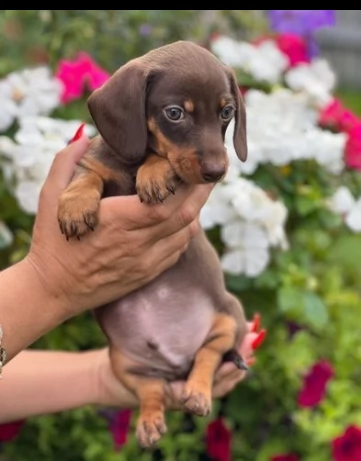 maschio e femmina bassotto nano cioccolato