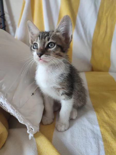 regalo gattini | Foto 3