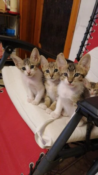 regalo gattini | Foto 2