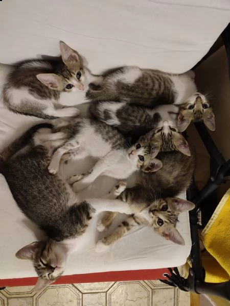 regalo gattini