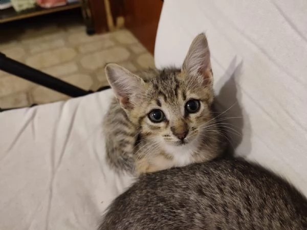 regalo gattini | Foto 0