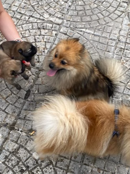volpino spitz tedesco o pomerania  | Foto 6