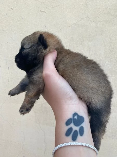 volpino spitz tedesco o pomerania  | Foto 5
