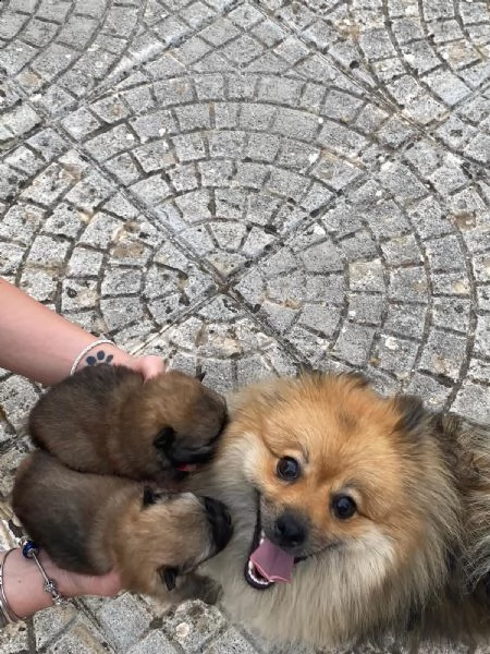 volpino spitz tedesco o pomerania  | Foto 4