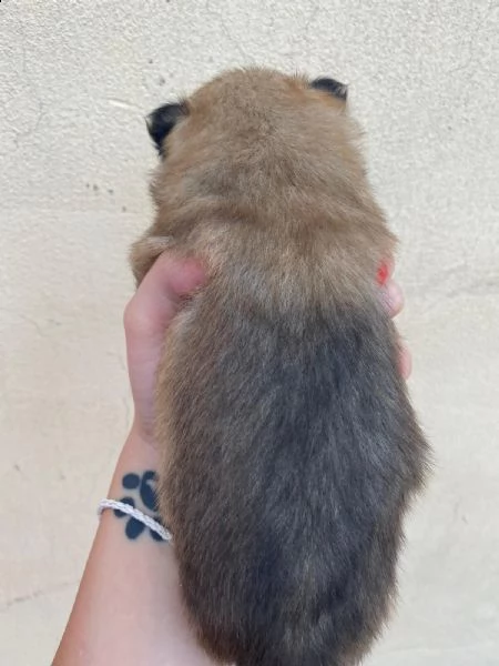 volpino spitz tedesco o pomerania  | Foto 3