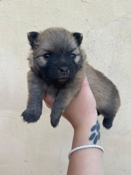 volpino spitz tedesco o pomerania  | Foto 2