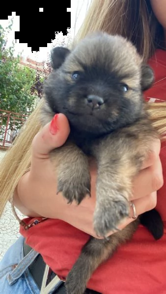 volpino spitz tedesco o pomerania 