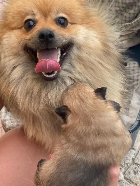 volpino spitz tedesco o pomerania  | Foto 1
