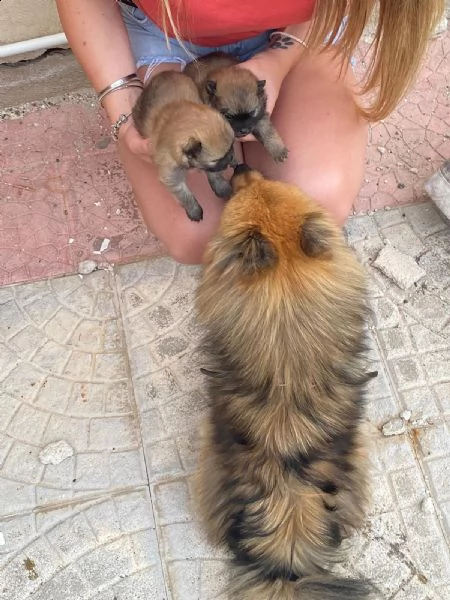 volpino spitz tedesco o pomerania  | Foto 0