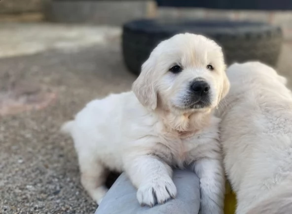 creme golden retriever cuccioli