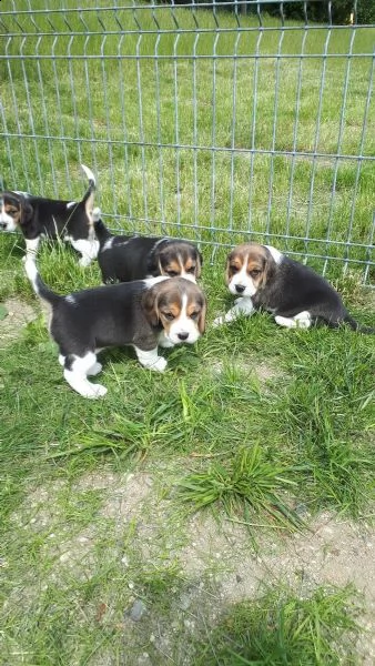 beagle cuccioli splendidi con pedigree | Foto 1