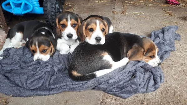 beagle cuccioli splendidi con pedigree | Foto 0