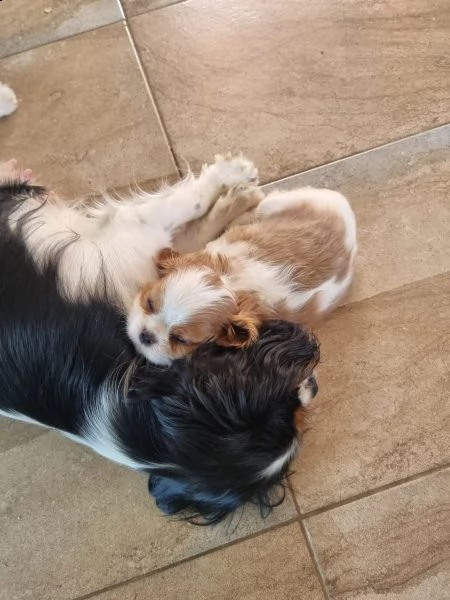 cuccioli cavalier king charles spaniel | Foto 2