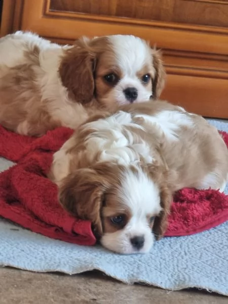 cuccioli cavalier king charles spaniel | Foto 1