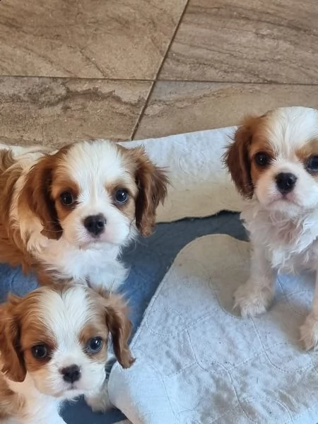 cuccioli cavalier king charles spaniel | Foto 0