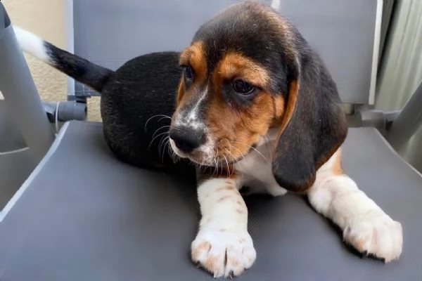 cuccioli beagle tricolore | Foto 4