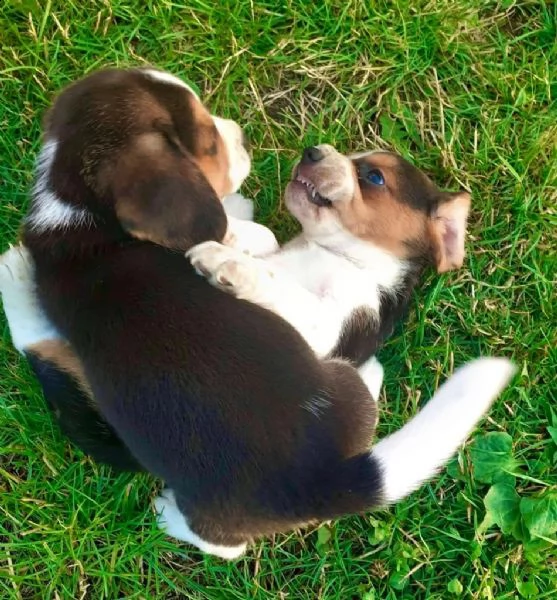 cuccioli beagle tricolore | Foto 3