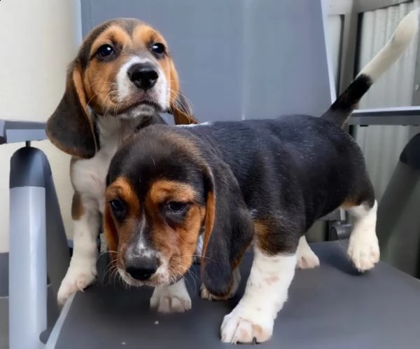 cuccioli beagle tricolore | Foto 1