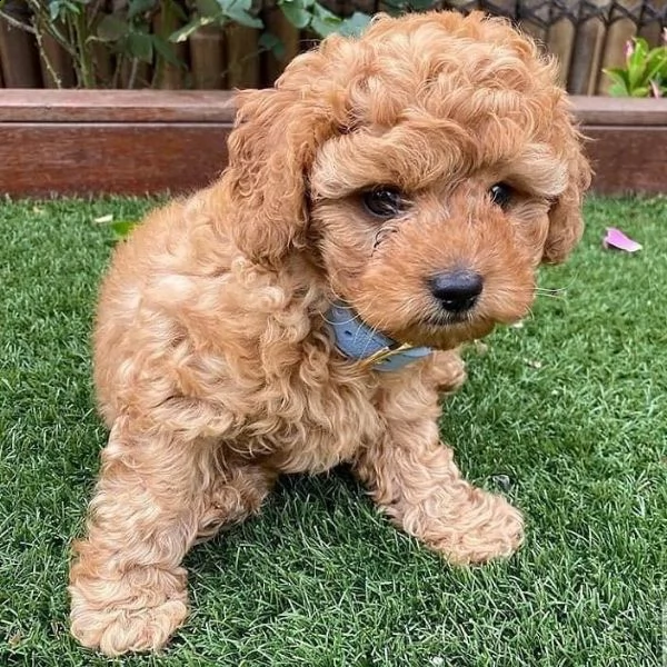 cuccioli di barboncini minitoy