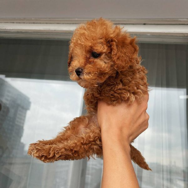 Regalo Barboncino da Privato a Torino cuccioli di barboncini toy 20/07/2022