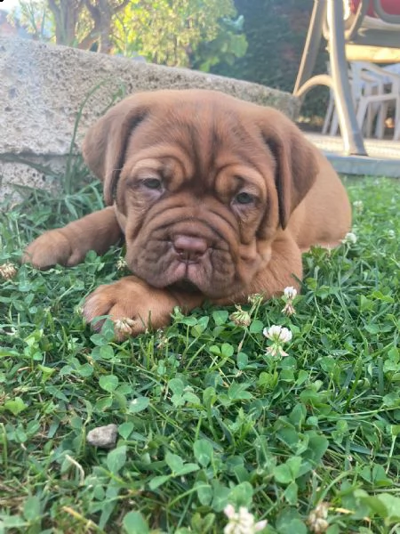 cucciole dogue de bordeaux 