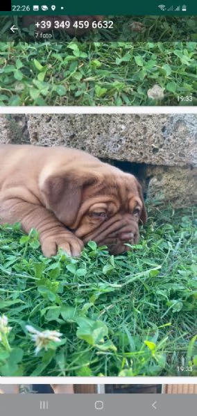 cucciole dogue de bordeaux  | Foto 2