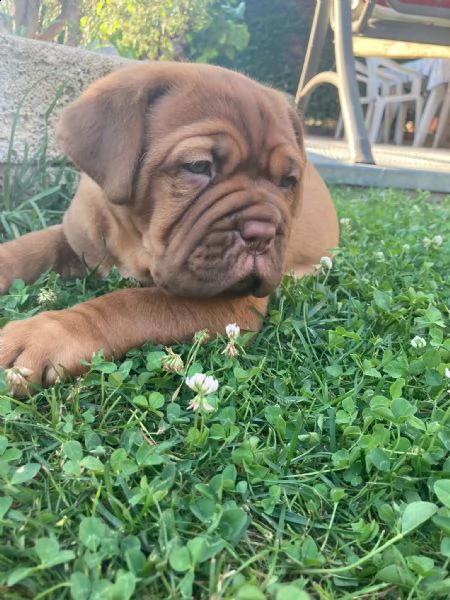 cucciole dogue de bordeaux  | Foto 1