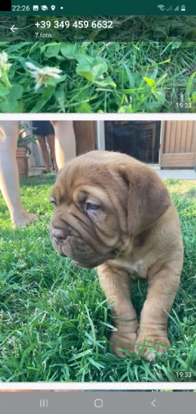 cucciole dogue de bordeaux  | Foto 0