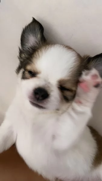 cucciolo chihuahua maschio pelo lungo | Foto 2