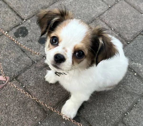 cucciolo chihuahua maschio pelo lungo | Foto 1