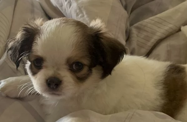cucciolo chihuahua maschio pelo lungo | Foto 0