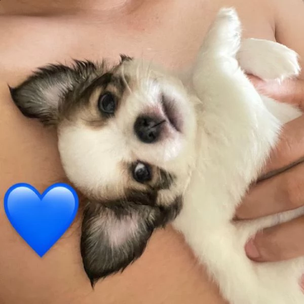 cucciolo chihuahua maschio pelo lungo