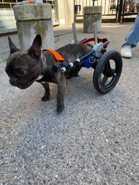 urgente: maya bulldog francese | Foto 1