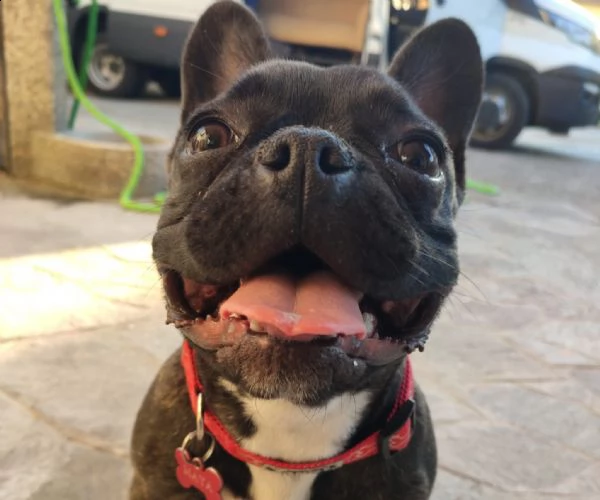 urgente: maya bulldog francese