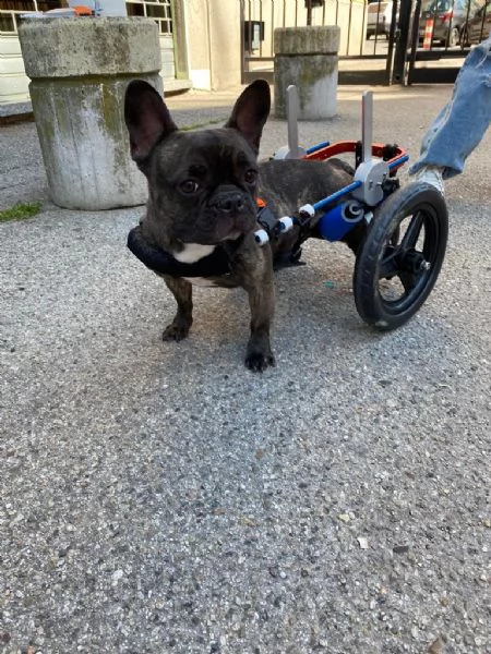 urgente: maya bulldog francese | Foto 0